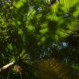 A importancia das nativas